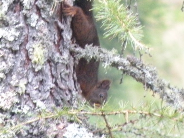 Sciurus vulgaris. Varie località